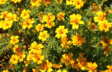 the field is a lot of yellow small flowers