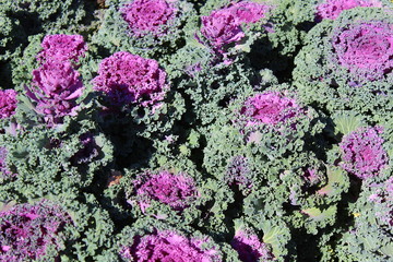 Background large lilac flower is similar to cabbage