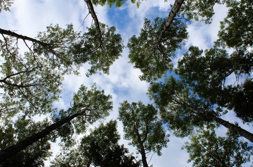 trees in the forest against the sky