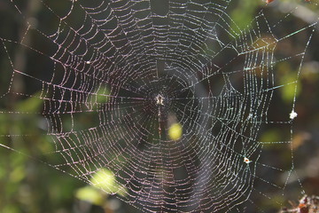 the spider woven the web into the forest