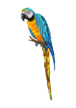 Illustration of macaw parrot.