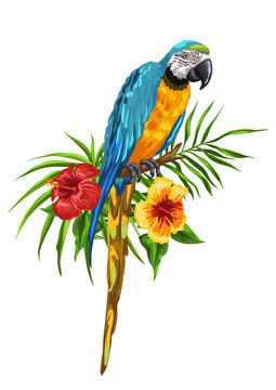 Illustration of macaw parrot.