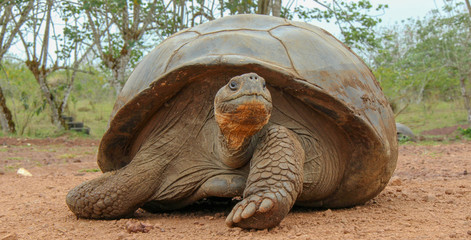 giant galapagos tortoise