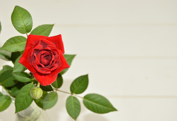 Rosa roja, fondo para escribir texto, flor.