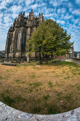 Grüner Baum vorm Kölner Dom 