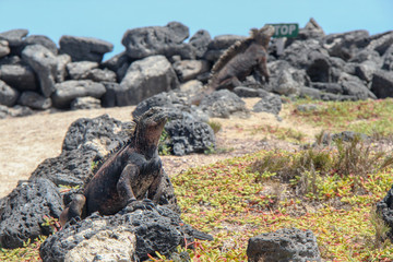 Galapagos wild life