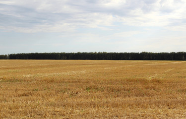 empty cleaned field against the background of the forest