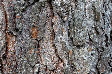 texture of bark tree pine brown color background