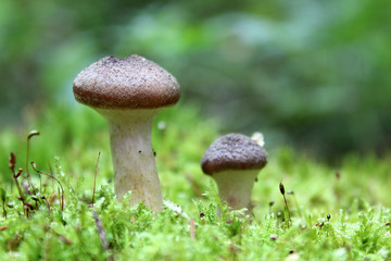 mushrooms growing in the forest in autumn