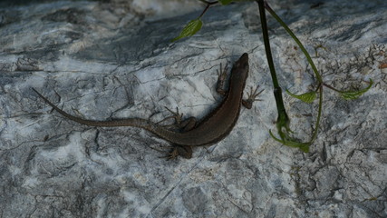 lizard 21