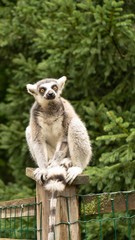 lemur, larvae, tier, madagascar, säugetier, tierpark, fell, wild lebende tiere, wild, natur, klingeln, hübsch, auge, portrait, frack, weiß, tier, larvae, black, auge, sitzen, anschauen