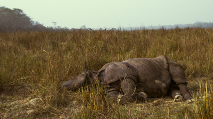 Wounded rhino lying into a grass in a jungle © Ruslan