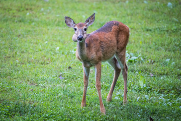 Sick Deer