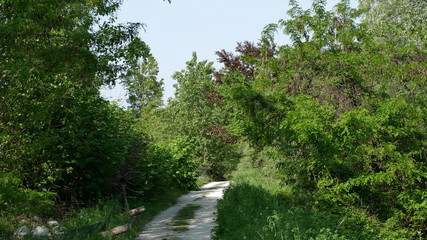 landscape