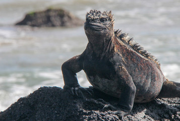 Galapagos wild life