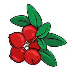 Fresh red cranberry branch with green leaves isolated on white background. Hand drawn vector illustration.