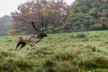 Fallow Deer