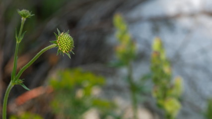 flower © Alberto