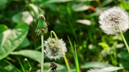 dandelion 4