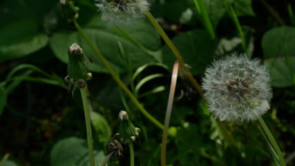 dandelion 3 © Alberto