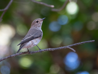 spotted flycatcher