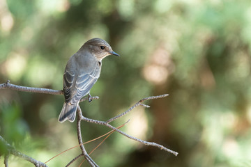 spotted flycatcher