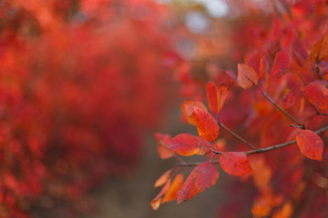 Red bushes and tree leaves in beautiful autumn park