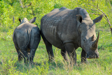 Fototapeta premium wildlife on safari