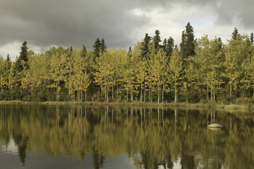 lake in forest