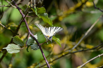 machaon