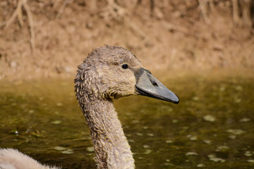 cygne