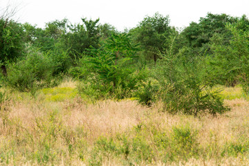 Natural background. Green by nature. Natural branches.