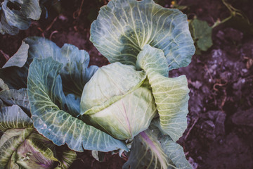 cabbage close-up agriculture