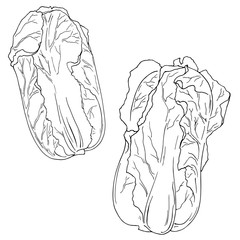 Fresh salad set isolated on white background. Hand drawn vector illustration.