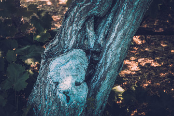 Close-up of tree bark of old tree wing in spring. Texture
