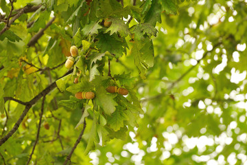 green oak branch with acorns