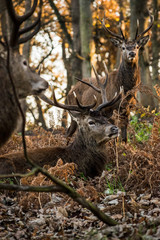 Red Deer