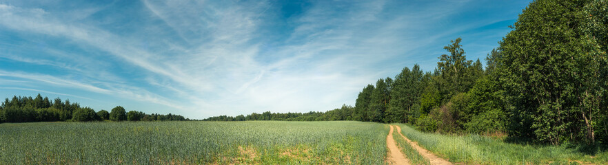 Summer agricultural landscape. Panoramic view of the grain field under the blue sky with light cloudiness.