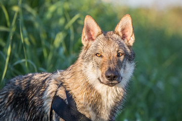 Czechoslovakian Wolfdog Portrait, Italy