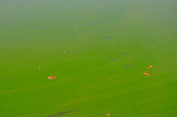 background with green leaves