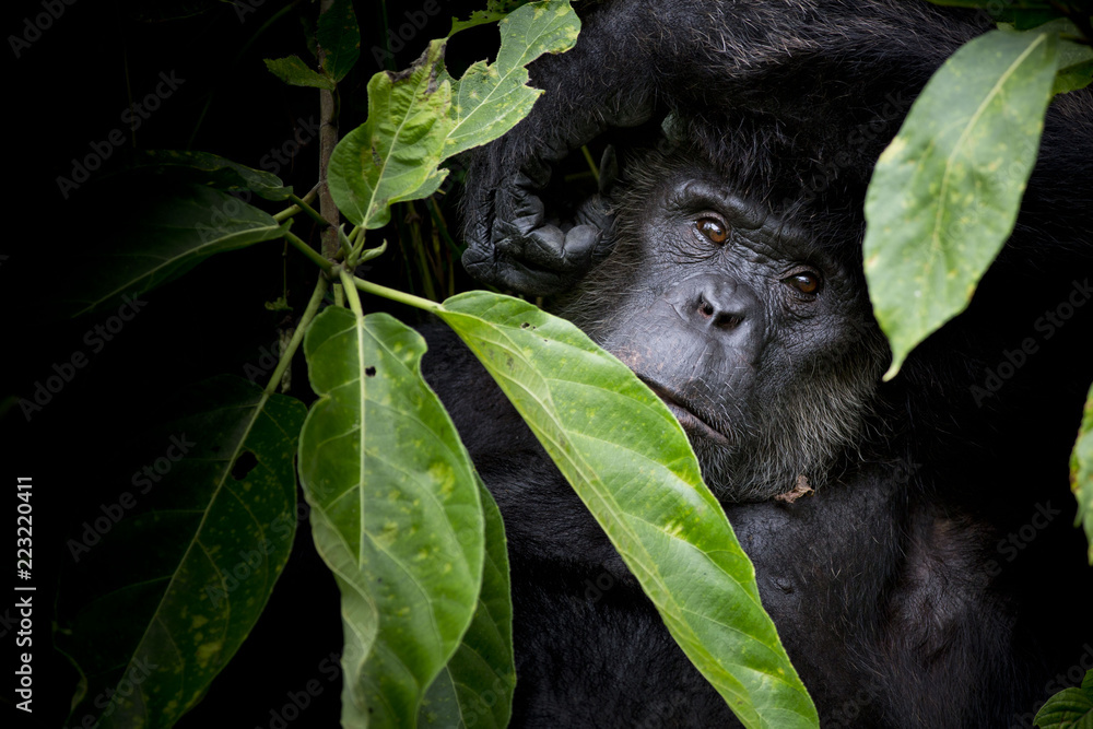 Wall mural Gorilla hide and look straight behind tree.