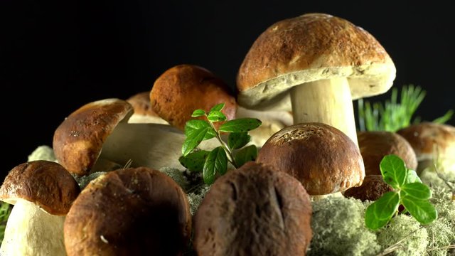 Forest mushrooms. Cepes. Natural product. Delicacy Rotation 4K