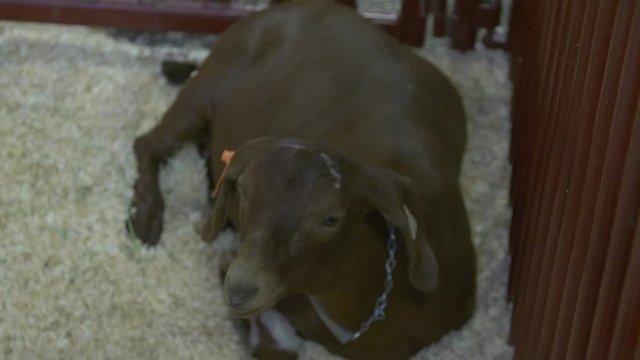 Brown goat lying in sawdust in a pen in the livestock barn at a county fair.
