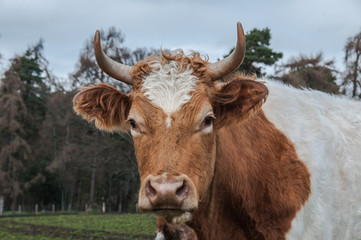 portrait of a cow