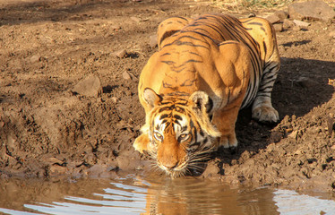 The king of Ranthambore