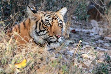 The king of Ranthambore