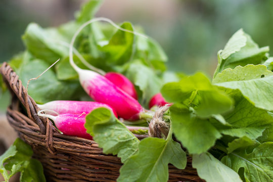 Bunch of fresh radishes in a wicker basket outdoors on the table