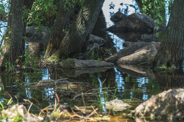 Stone, trees and grass in water. Mystical place in sunny summer day.