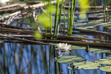 White water lily in a pond. Nymphaea alba. Beautiful white water lily