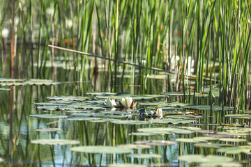 White water lily in a pond. Nymphaea alba. Beautiful white water lily